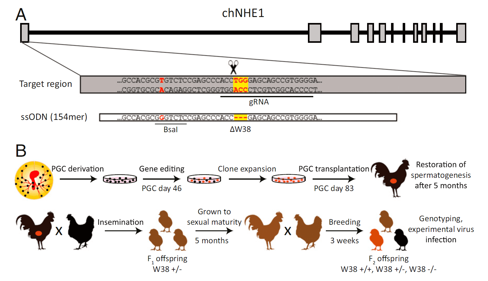 Biopharm Výzkum a vývoj Transgeneze